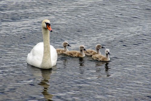 swan swans chicks