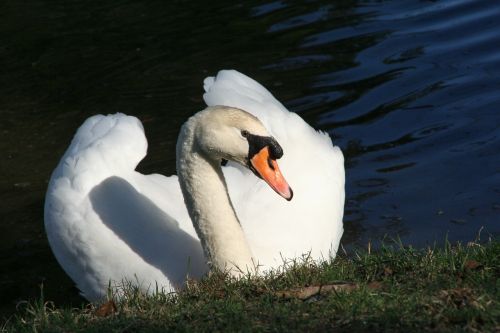 swan romance lake