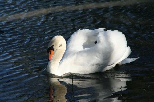 swan romance lake