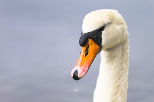swan bird head