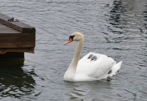 swan mothers love bird
