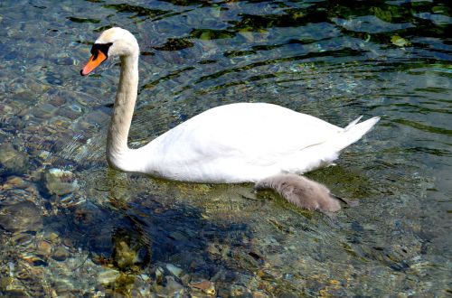 swan water animal