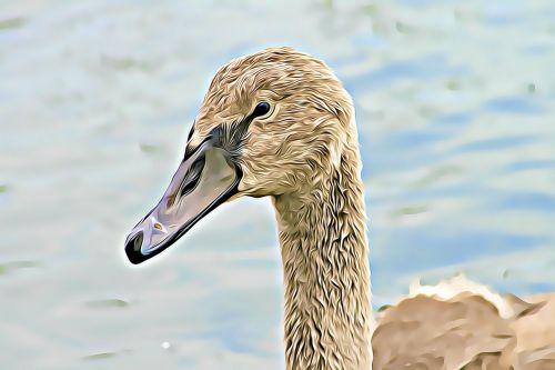 swan lake winged