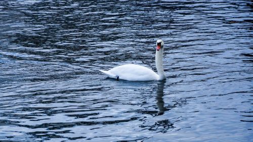 swan lake sea