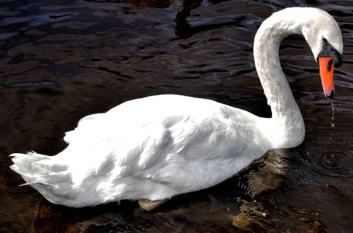 swan river bird
