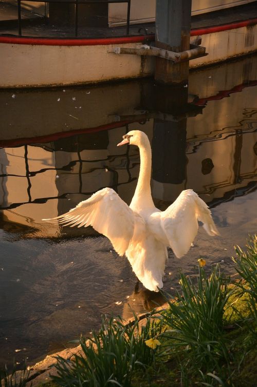 swan idyllic reflection
