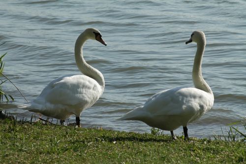 swan birds nature