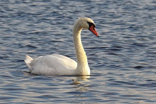 swan water lake