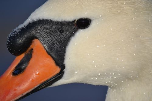 swan animal baltic sea