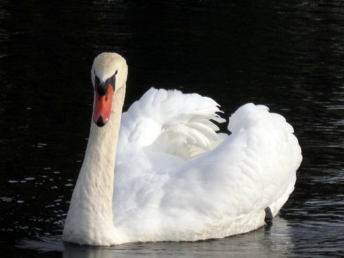 swan swans water