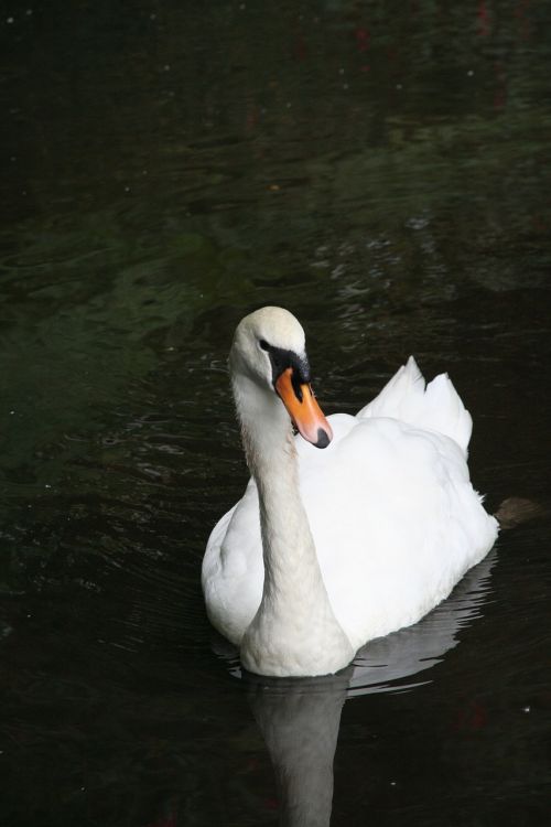 swan animal bird