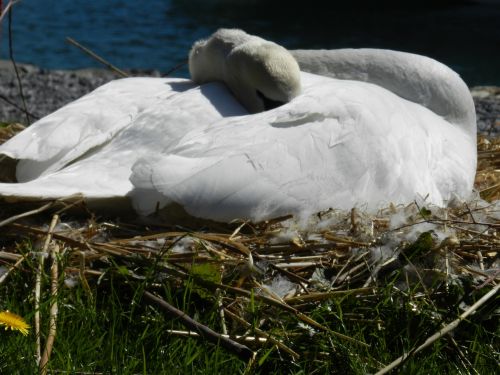 swan sheltering spring