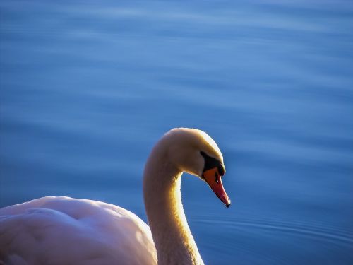 swan lake water