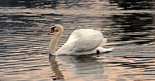 swan water white