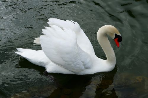 swan garden water