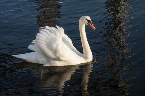 swan sea nature