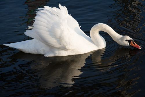 swan sea nature