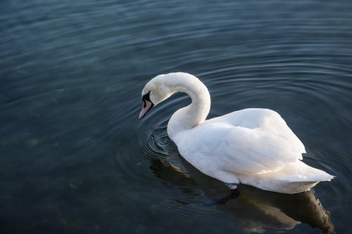 swan sea nature