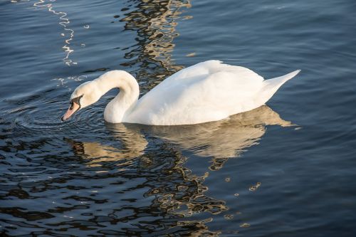 swan sea nature