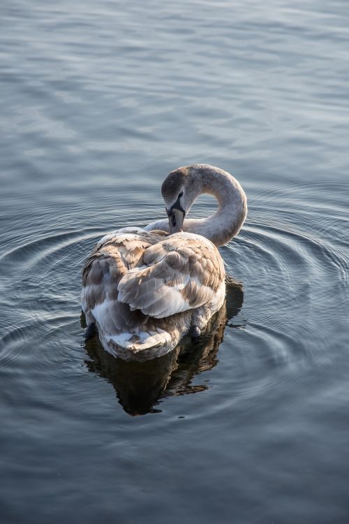 swan sea nature