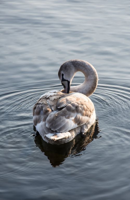 swan sea nature