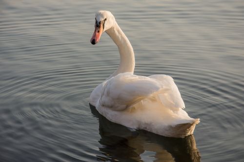 swan sea nature