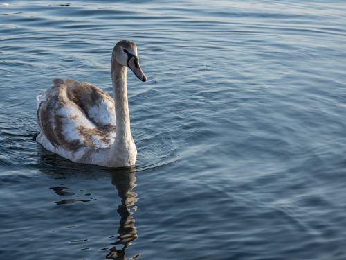 swan sea water