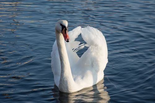 swan sea water