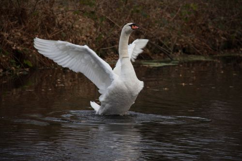 swan water autumn