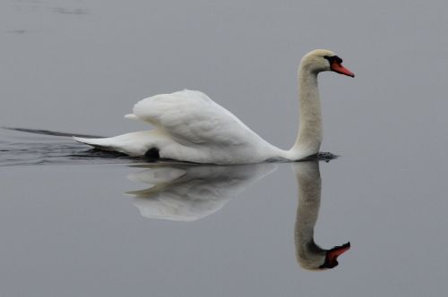 swan water bird