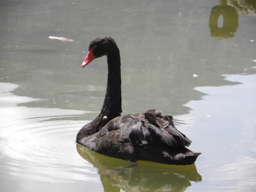 swan nero pond