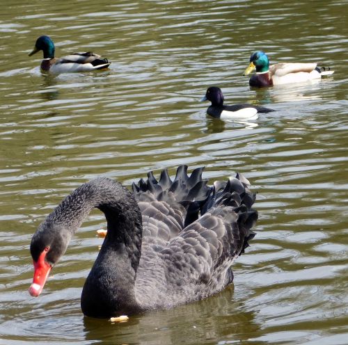 swan black swan ducks