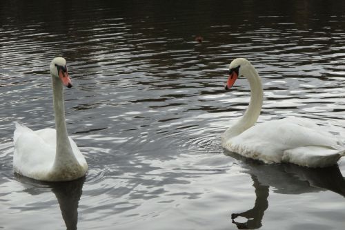 swan swans birds