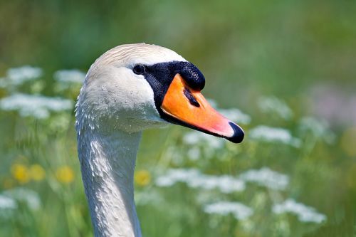 swan wildlife photography water bird