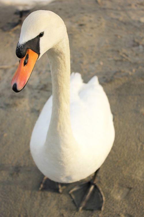 swan bird nature