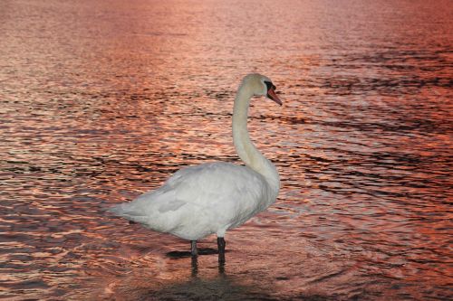 swan lake abendstimmung