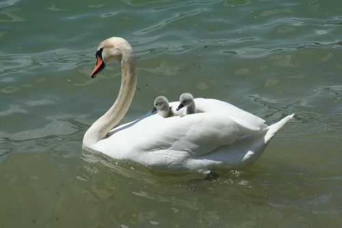 swan lake waters