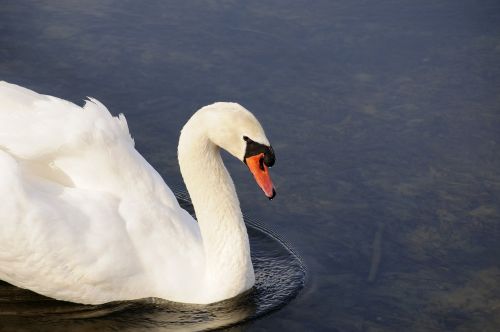 swan animal bird