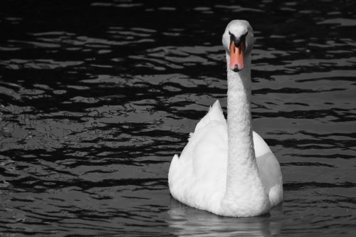 swan water white