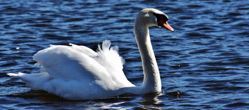 swan water bird bird