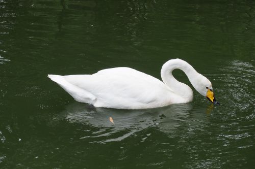 swan the white swan swim