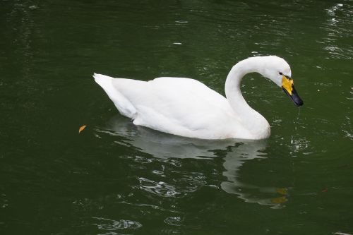 swan the white swan swim