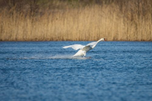 swan landing duck bird