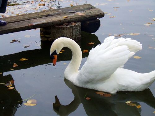 swan birds lovely