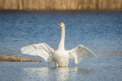 swan lake wing beat