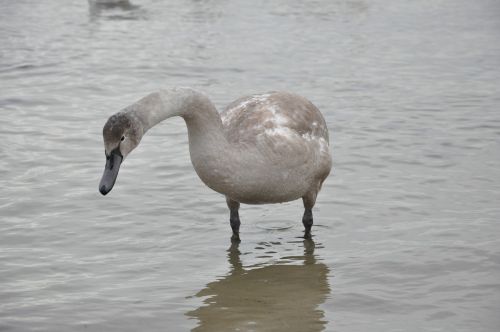 swan bird sea