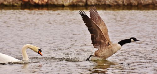 swan wild goose hunt