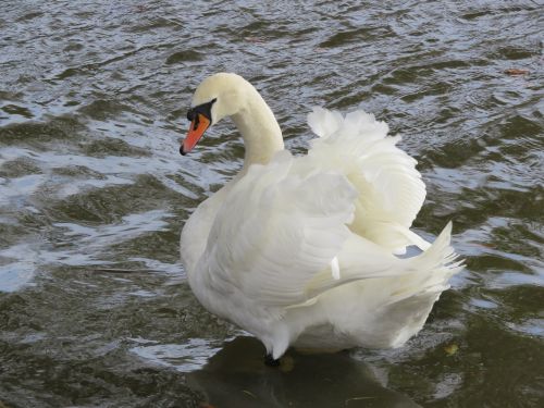 swan white feathers