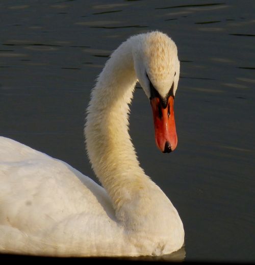 swan bird water bird