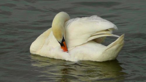 swan bird water bird